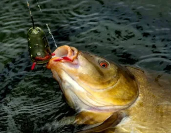 Короп не встоїть: монтаж для лову коропа в березні