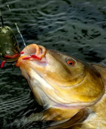 Короп не встоїть: монтаж для лову коропа в березні