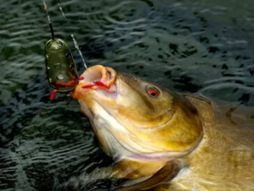 Короп не встоїть: монтаж для лову коропа в березні