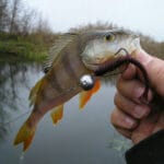 Судак уже начал выходить на охоту: где его ловить в марте и какие приманки ему по вкусу?