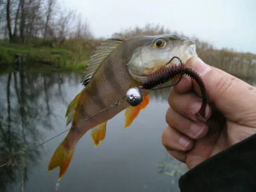 Рибалки в шоці: ця приманка стала фаворитом окуня навесні