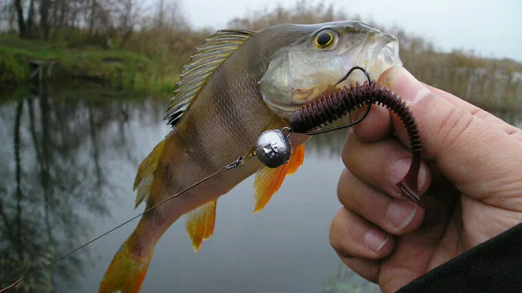 Рибалки в шоці: ця приманка стала фаворитом окуня навесні