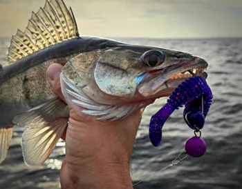 Судак уже почав виходити на полювання: де його ловити в березні і які приманки йому до смаку?