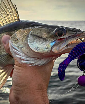 Судак уже почав виходити на полювання: де його ловити в березні і які приманки йому до смаку?