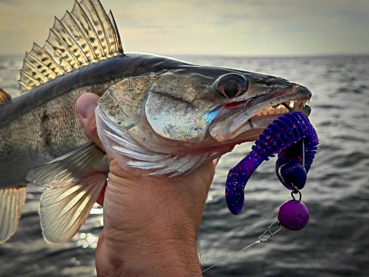 Судак уже почав виходити на полювання: де його ловити в березні і які приманки йому до смаку?