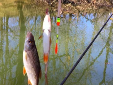 Весняна тактика лову: подвійте кількість клювань