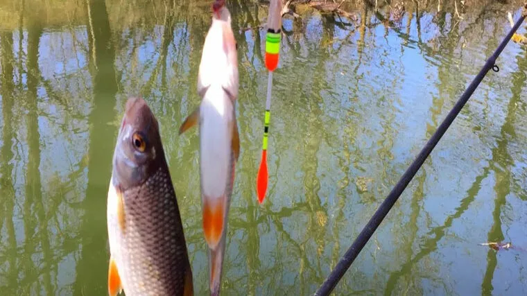 Весняна тактика лову: подвійте кількість клювань