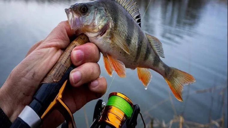 Календарь рыбака на апрель 2025: лучшие дни, какая рыба клюет