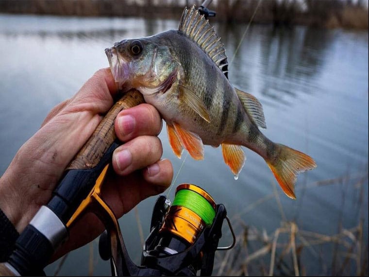 Календарь рыбака на апрель 2025: лучшие дни, какая рыба клюет