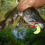 Календарь рыбака на апрель 2025: лучшие дни, какая рыба клюет