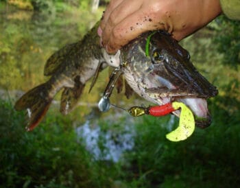 Як привабити хижака навесні, якщо він не клює: експерт поділився секретами