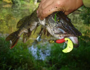 Як привабити хижака навесні, якщо він не клює: експерт поділився секретами