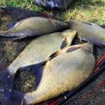 Фидерная ловля весной: какая насадка обходит все другие по уловистости