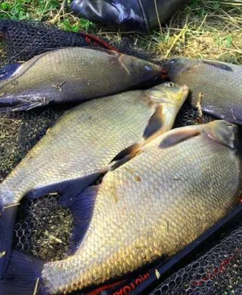Рыболовы раскрыли лучшие места для ловли леща в Украине этой весной