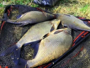 Рыболовы раскрыли лучшие места для ловли леща в Украине этой весной