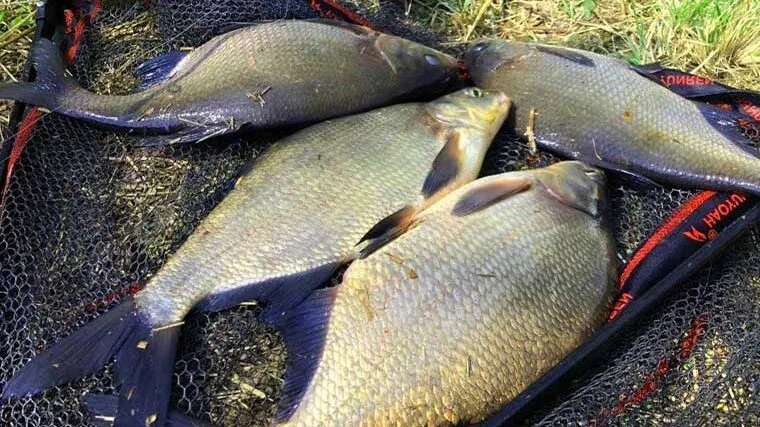 Рыболовы раскрыли лучшие места для ловли леща в Украине этой весной