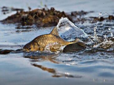Коли починається весняний жор у карася?