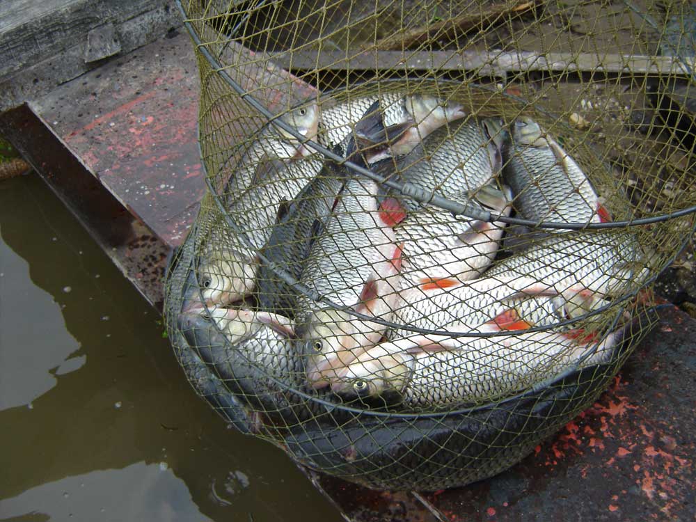 Ловля на фідер: практичний план для риболовлі