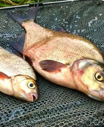 Полювання на ляща навесні: секрети успішної риболовлі від експерта