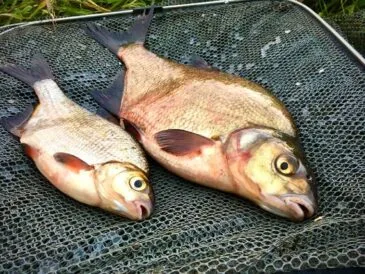 Полювання на ляща навесні: секрети успішної риболовлі від експерта