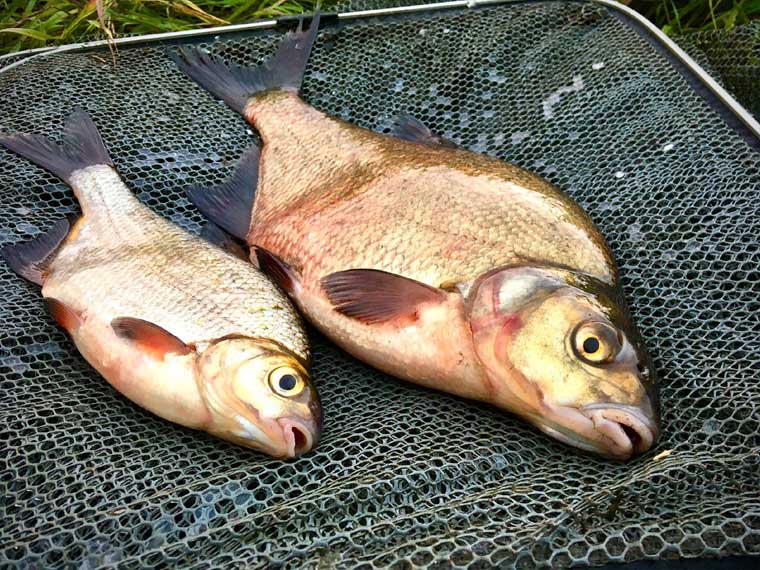 Полювання на ляща навесні: секрети успішної риболовлі від експерта