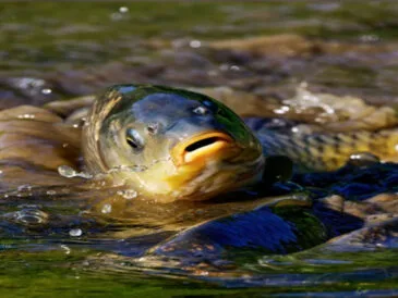 Нерестова заборона в Україні з 1 квітня: як законно ловити рибу та уникнути штрафів