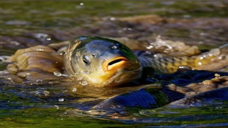 Нерестова заборона в Україні з 1 квітня: як законно ловити рибу та уникнути штрафів