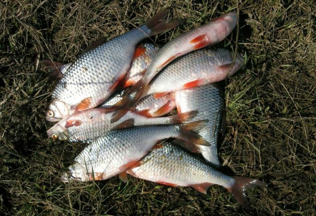 Прогноз кльову риба на квітень 2025: дізнайтеся, яка риба буде активною