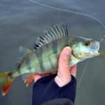 Прогноз клева в апреле 2025 года: какая рыба клюет в этом месяце