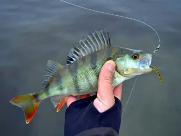 Кльов окуня у квітні 2025: де шукати хижака на Дніпрі