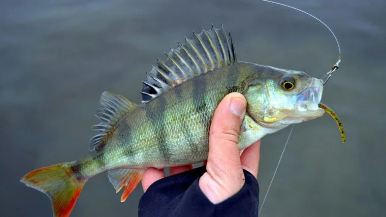 Кльов окуня у квітні 2025: де шукати хижака на Дніпрі