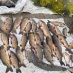 Заморозки и снег: как понижение температуры на выходные повлияет на рыбалку