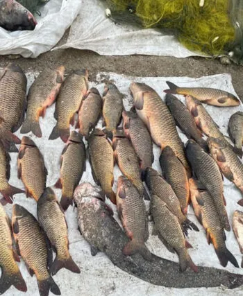 Браконьєра на Дніпрі спіймали з півцентнера риби: що йому загрожує?