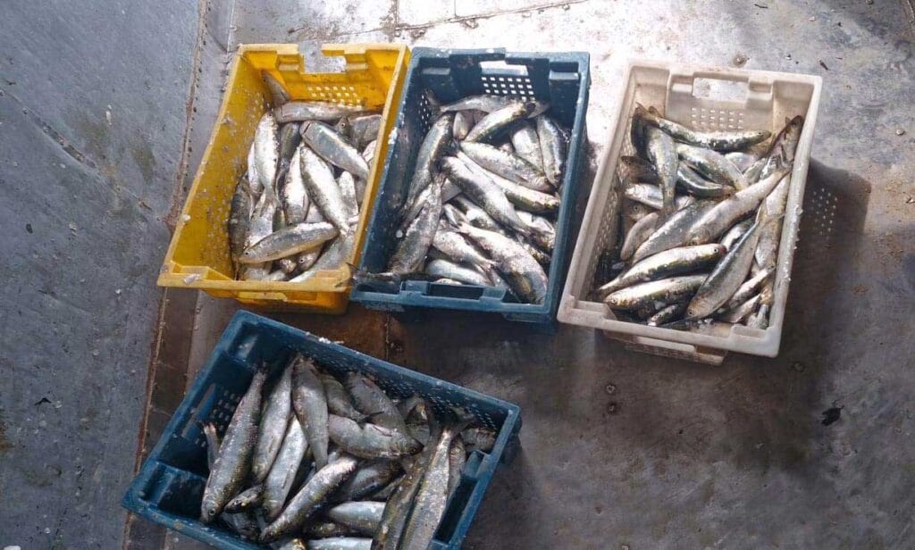 Браконьєри на Дунаї завдали збитків на 517 тис. грн