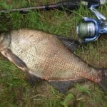 Рыба ценой в миллионы: улов тайваньца шокировал рыболовов