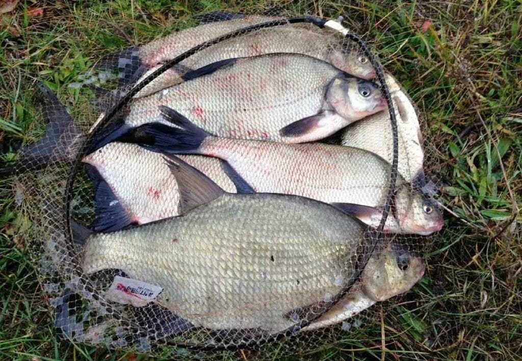 Робочі снасті для лову ляща