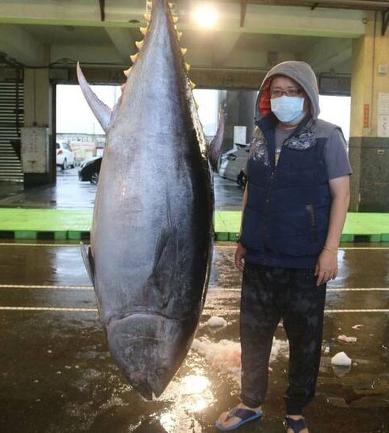 Гигантский тунец стоимостью 67 000 фунтов стерлингов