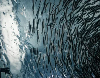 Заборона на вилов оселедця в Одеській області: що потрібно знати