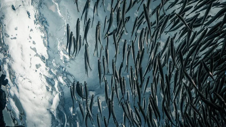 Заборона на вилов оселедця в Одеській області: що потрібно знати