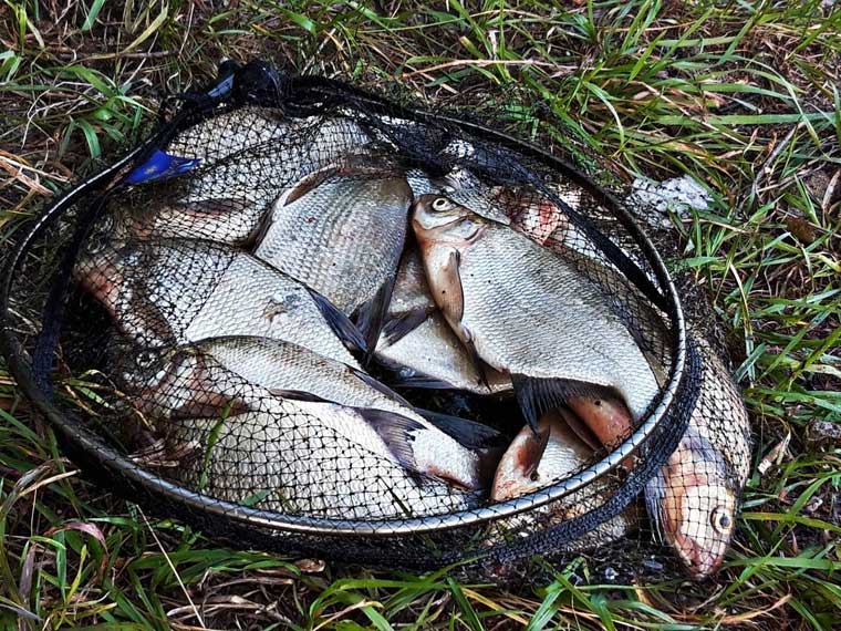 Бюджетные фидерные удилища Flagman до 1500 гривен