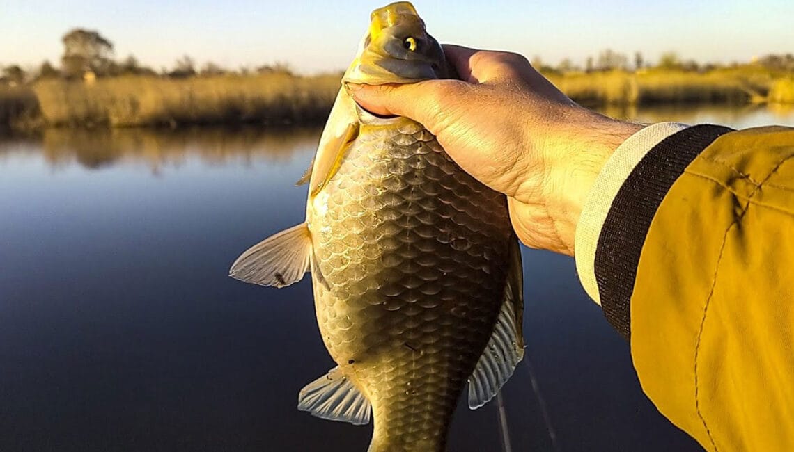 Весенний жор карася: 5 убойных насадок, которые взорвут клев