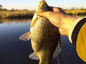 Весенний жор карася: 5 убойных насадок, которые взорвут клев