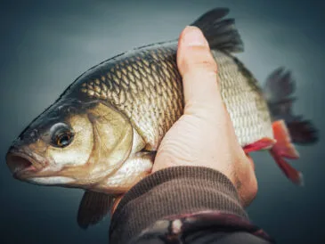 Весняний язь атакує джиг