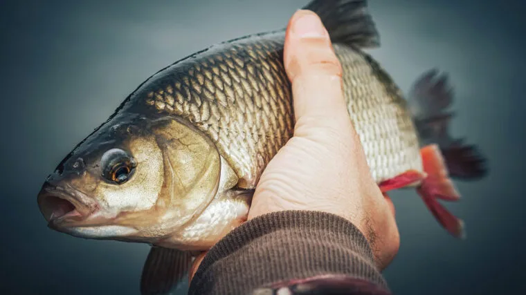 Весняний язь атакує джиг