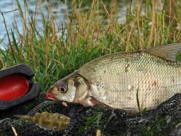 Ловлю ляща за «розкладом» - трофеї рвуть волосінь