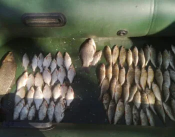 Браконьеры на озере Ялпуг нанесли ущерб на 188 тысяч гривен