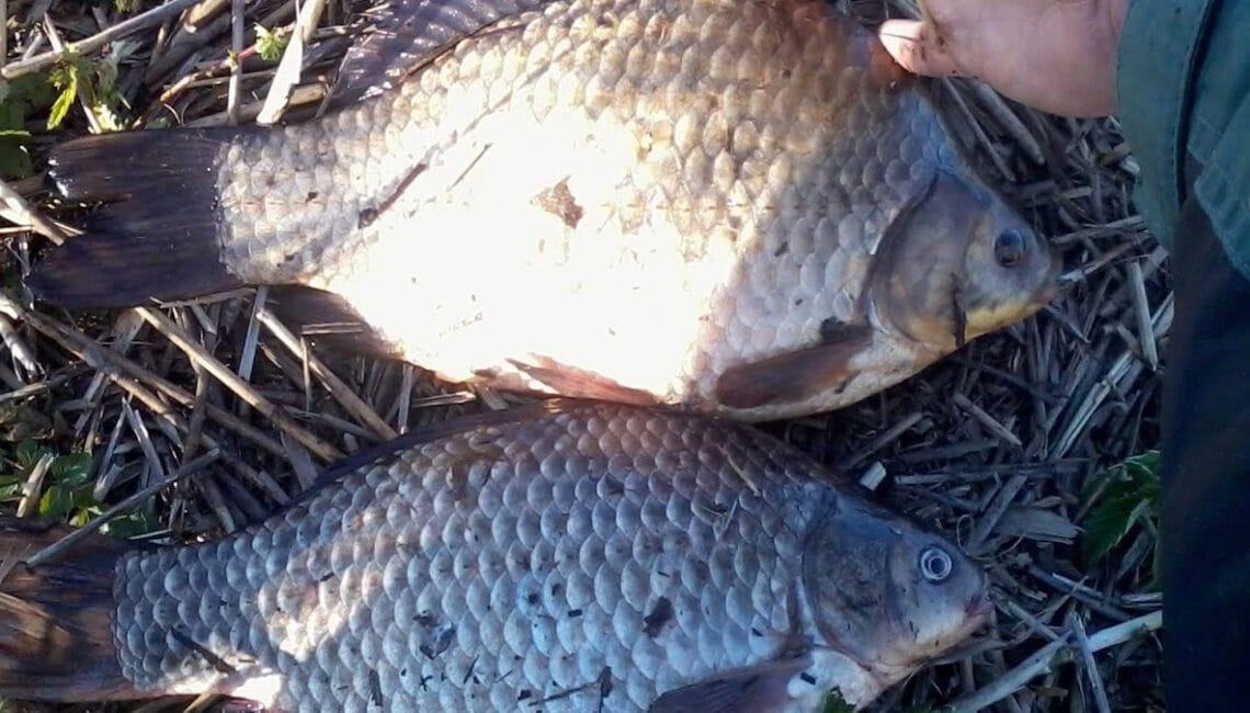 Карась: як зловити улов мрії? 4 хитрощі для відмінного клювання!