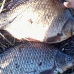 Сезон ловли карпа 2025 открыт! Трофеи рвут леску на «платнике» — эксперт раскрыл секрет