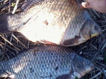 Карась: як зловити улов мрії? 4 хитрощі для відмінного клювання!