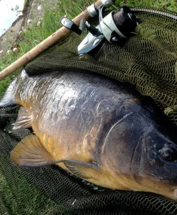 4 секрети успішного лову коропа на «платнику»